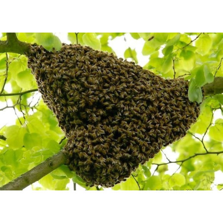Enlévement d'essaims d'abeilles de 5 kms à 10 kms