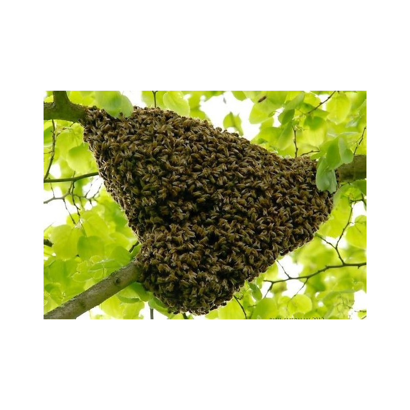 Enlèvement essaim d'abeilles de 10 km à 15 km Enlèvement essaim d'abeilles de 10 km à 15 km