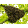 Enlèvement essaim d'abeilles de 10 km à 15 km