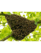 Enlèvement d'essaim d'abeilles