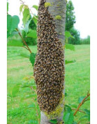 Enlèvement d'essaim d'abeilles