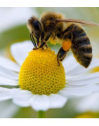 Protection des abeilles noires